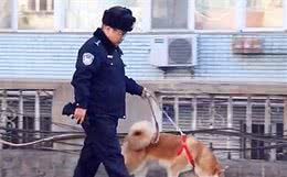 秋田犬走失很多天多亏警察细心照料？主人认领时告知，原为追求异性