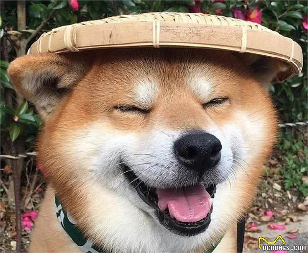 狗狗的这些症状竟是抑郁导致