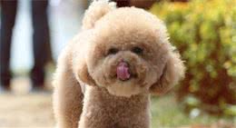 怎么挑选泰迪犬？