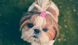 为什么幼犬爱咬人？知道怎么教它改掉爱咬人的坏习惯吗？