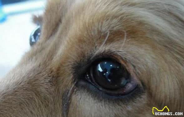 拉布拉多犬真的很好养吗？别被骗了，清点它的6大特征