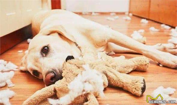 拉布拉多犬真的很好养吗？别被骗了，清点它的6大特征