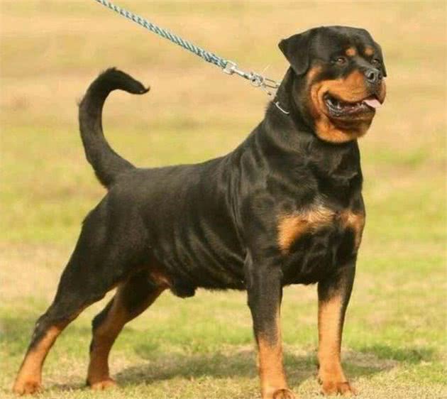 史上最强的5大护卫犬，各个凶猛无比！