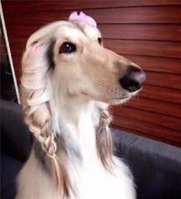 梦幻绑法深邃眼鹅蛋脸，阿富汗猎犬美的像小公主