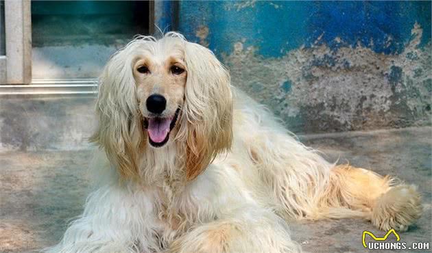 阿富汗猎犬，美得像公主，可是为什么养的人那么少？
