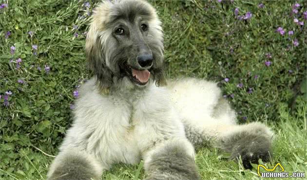 阿富汗猎犬，美得像公主，可是为什么养的人那么少？
