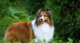 双胞胎？苏牧喜乐蒂犬！想说分清不容易