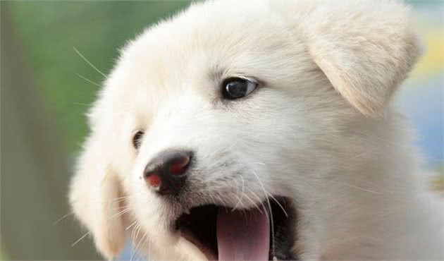 哪一种品种的大型犬值得饲养？墙裂推荐这几种！