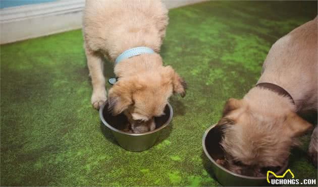 哪一种品种的大型犬值得饲养？墙裂推荐这几种！