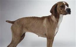 指示犬一直发抖是什么回事