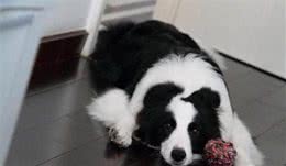 狗狗“生病”了，会反复出现这5种举动，主人细心一点