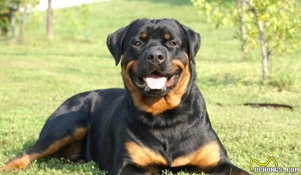 德牧犬的时期已被替换，这3种犬被称为，世界护卫犬中的三部曲