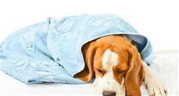 什么是犬胃炎？狗狗会吃不好睡不香，主人应当怎么做？