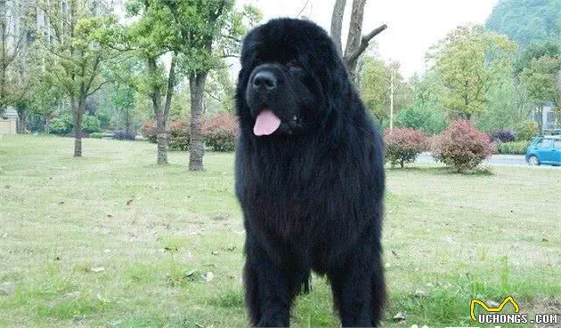 纽芬兰犬优缺陷即不笨拙也没有坏脾气