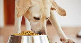 你的狗子刷牙了吗？这么刷才行