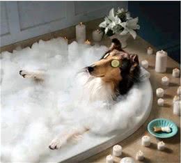 为什么狗狗不把你当主人？都是惯出来的！