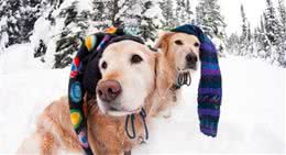 狗狗冬季饮食，这些你了解过吗？