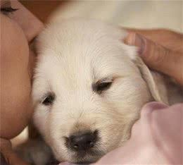 如何能够挑选到品相好的金毛犬呢？经过检验这些部位不会犯错
