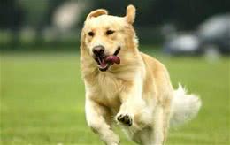 狗狗身体发抖，多半是因为这几个原因