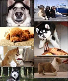爱犬去世留下“狗宝”？谁能帮忙解开谜团