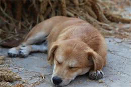 狗狗撅屁股，警惕胰腺炎