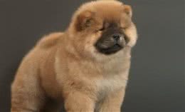 松狮犬怎么看纯不纯松狮犬怎么看好坏