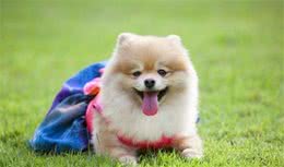 狗狗这5个部位千万别打，每一个都至关重要