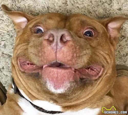 美比特犬长相凶狠霸气，行为表现却像个宝宝！萌的不行~