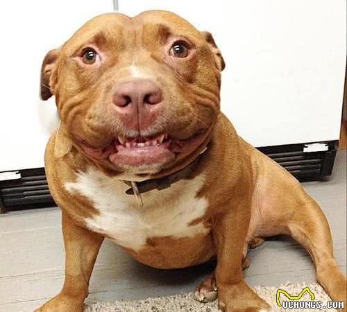 美比特犬长相凶狠霸气，行为表现却像个宝宝！萌的不行~