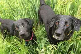 狗狗乱吃东西中毒了，急着帮狗狗催吐？这3种情况别催吐