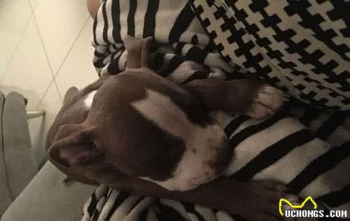 狗狗需要剪耳朵吗？杜高犬必须剪，比特犬剪后心情郁闷