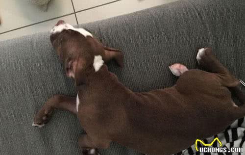 狗狗需要剪耳朵吗？杜高犬必须剪，比特犬剪后心情郁闷