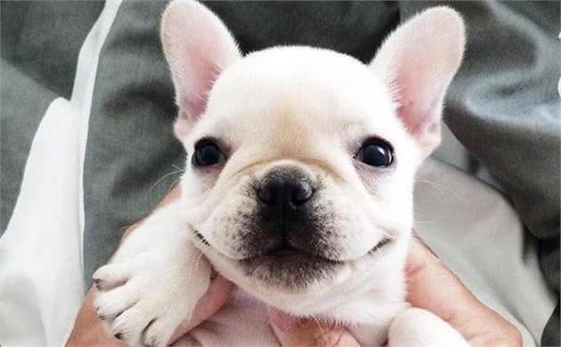 法国斗牛犬为什么那么“昂贵”？原因有几个，你意想不到