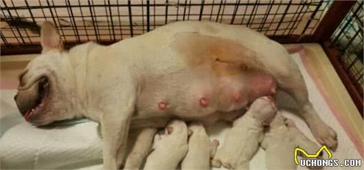 法国斗牛犬为什么那么“昂贵”？原因有几个，你意想不到