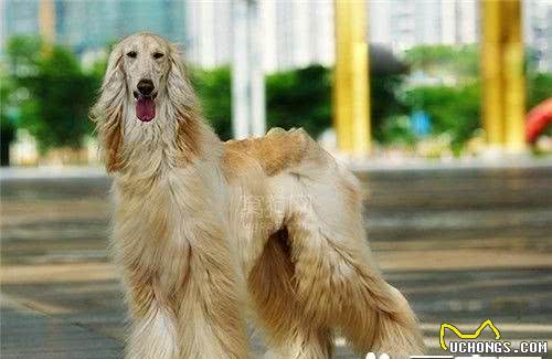 阿富汗猎犬会咬人吗阿富汗猎犬咬人怎么办