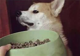 为什么狗狗不吃犬粮？还不是你过度放纵造成的