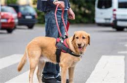 怎么样才能算是个合格的导盲犬，关于狗狗的好奇心
