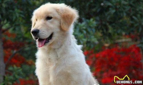 如何养金毛寻回犬金毛寻回犬幼犬饲养方法