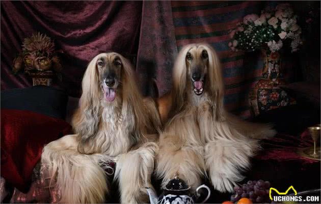 犬中贵族—阿富汗猎犬