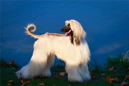 犬中贵族—阿富汗猎犬