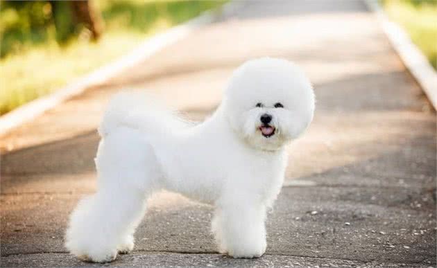 比熊犬的8大缺陷,看完你还会养吗?