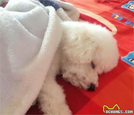 比熊犬的8大缺陷,看完你还会养吗?