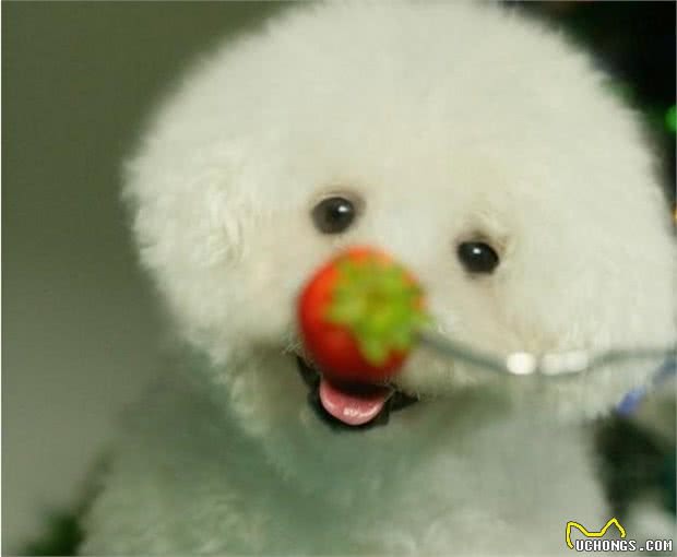 比熊犬的8大缺陷,看完你还会养吗?