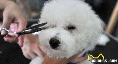 比熊犬的8大缺陷,看完你还会养吗?
