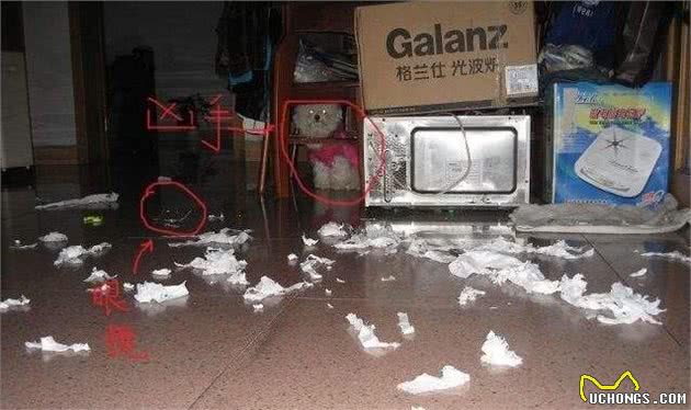 比熊犬的8大缺陷,看完你还会养吗?