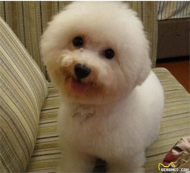 比熊犬的8大缺陷,看完你还会养吗?