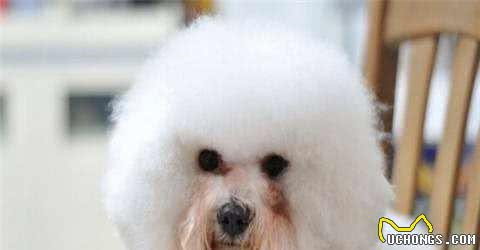 比熊犬的8大缺陷,看完你还会养吗?