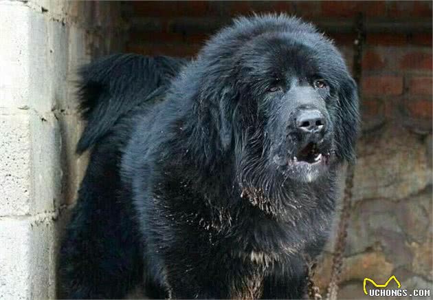 「清点中国犬种」本土犬其实不逊色，希望不要被遗忘