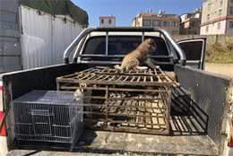 犬市：在成犬区域展示的哈士奇幼犬，比大狗更引人注目！