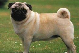 巴哥犬几个月能够训练如何训练巴哥犬